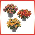 Afbeelding van Ej Lantana P19 Divers